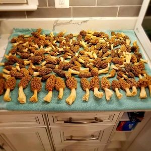 Fresh Morel mushroom